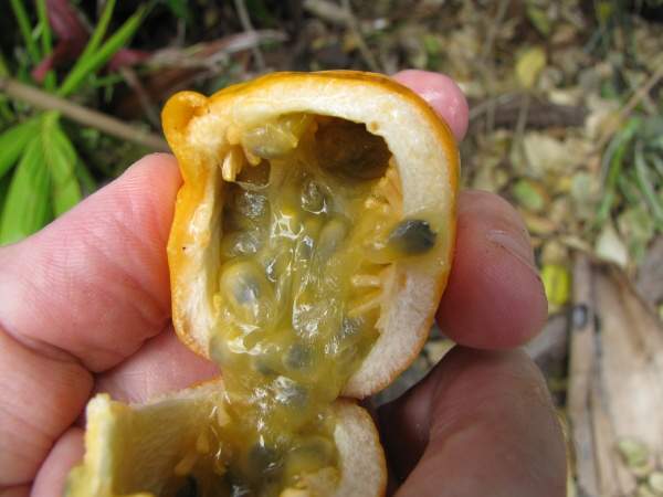 Jamaican honeysuckle ، orange lilikoi 